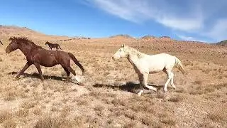 Onaqui Wild Horses on the Move