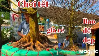 A Tùng 👉 Zalo 0933243550 Gl mai vàng chơi tết v phôi bonsai đại bao rẻ.