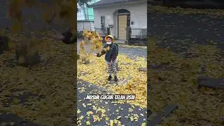 Musim gugur pertama hikaru disekolah