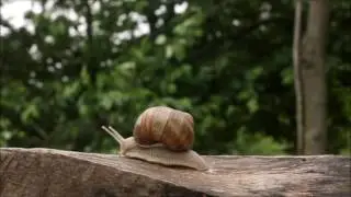 El caracolus cansinus