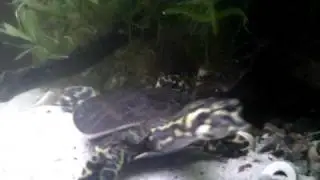 Apalone ferox.