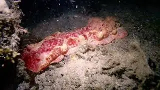 Nudibranch Decumbent Spanish Dancer (Hexabranchus lacer) of Pagkilatan