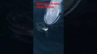 Blue whale#trending baby whale #viral playing together #trendingshorts