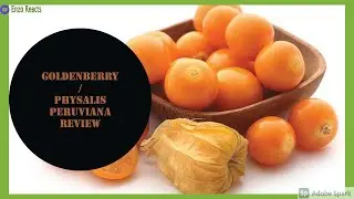 Goldenberry / Physalis Peruviana Review + Taste Test