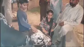 Qurbani 2024 | Shayan Ali Vlogs