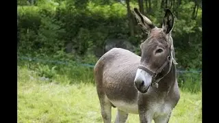 Are horse feeds appropriate for donkeys and mules?