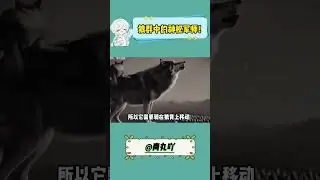 狼群中的神秘军师！揭开 狈 的真实面目 #狼 #狈 #狼狈为奸 #动物世界