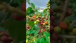 Mau kopi berbuah lebat lakukan perawatan penyemtotan,pemupukan,pemangkasan dan penyingan gulma.