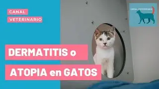 Mi gato tiene dermatitis alérgica o atopia  🙀