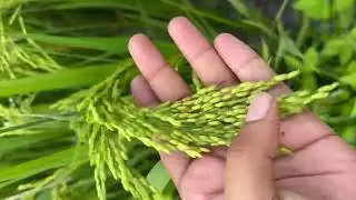 Lalit paddy variety 115 to 120 days SARVADHARANI SEEDS