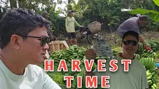 NAKAPAG BENTA NA AKO NG SAGING SA AKING FARM- MAGKANO ANG KINITA?