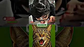 #catedit