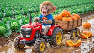 🔥🐒 Monkey Zizi Pumpkin Harvest Turns Into Total Chaos! ⚠️💥 | Monkey Farm Work