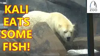 Kali The Polar Bear Eating Fish And Swimming At The St. Louis Zoo Polar Bear Point Habitat - Fun!