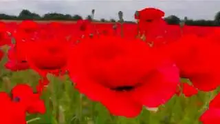 A Visit to Poppy Fields