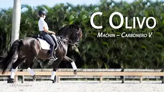C Olivo (Machin - Carbonero V) Pura Raza Español Stallion