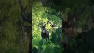 Invasive axis deer are impacting Hawaii&rsquo;s environment and agriculture