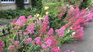 20150621 walking through Blockley UK amazing flowers