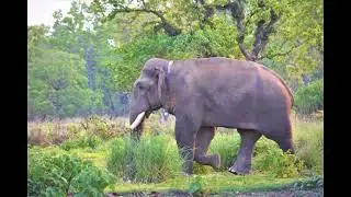 Elephant Conservation in Koshi Tappu and Surrounding Landscape in Eastern Nepal
