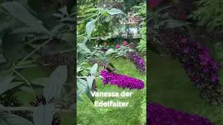 Vanessa der Edelfalter