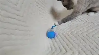 Interactive Smart Chase Teaser Ball with Speedy Tail Rope for Bored Adult Indoor Cats and Dogs