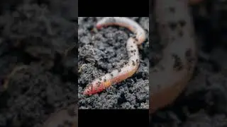 Bridge Worm (Trevor Henderson) #shorts make sure to subscribe! Have a wonderful day 😇