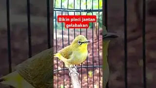 pleci betina birahi