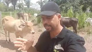 Gado na meia, ou pelo lucro