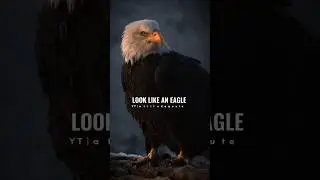 sigma Rule 😎🔥~And Strong like a lion Motivational Quotes #motivation #attitude #quotes #shorts#short
