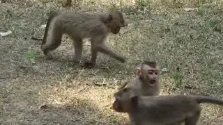 cute animals monkey active with best friends