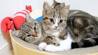 Adorable time for sibling cats to make out...