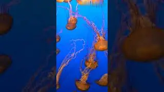Deadly Creatures  Top 5 Invertebrate Killers #animals #wildlife