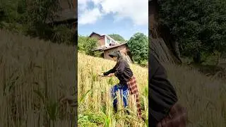 Harvesting wheat with a sickle: Using traditional methods to experience the joy of the harvest