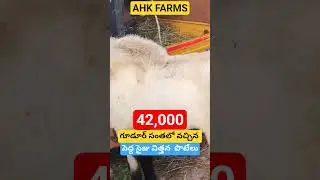 #Gudur sheep and goat market#every friday#youtubeshorts#heavy size breeder#