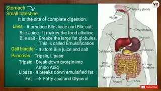 Nutrition in Human beings : Life Processes |Digestive System|CBSE Class 10 Science Syllabus|Biology