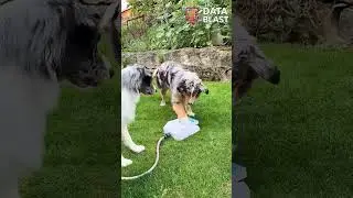 Smart Dog Uses Water Fountain by Himself! 🐶💦 Genius Pet Moment!