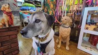 Ultimate dog cafe/restaurant 🐾  # doglife