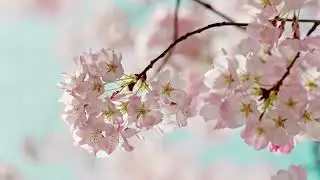 🌸 Pink Spring Blossom &ndash; Delicate Seasonal Beauty