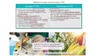 13.1 (a) Genetically Modified Food (GMF)
