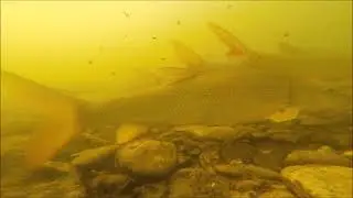 Fischwanderhilfe Altenw&ouml;rth - die ersten Fische sind da