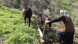 جۆتکردن و زەوی کێڵان بە گاجۆت ـ Agriculture with basic equipment and animals