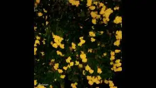 ดอกไม้ข้างกาย | BAIMON