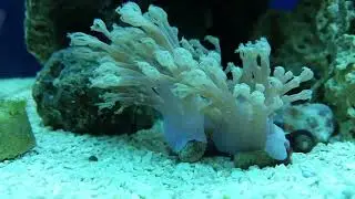 Varga Cespitularia