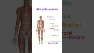 Sites of checking pulse❤️#pulse#reelsviral#norcet#dsssb#aiims#choexams#nurses #nursing #esic#shorts