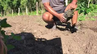 C&oacute;mo sembrar una planta de Limon persa .🇩🇴🌞🌱