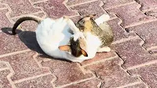 #cat #beautiful #oman 