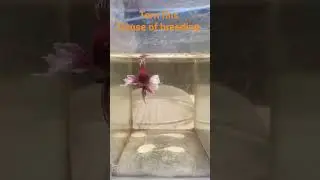 fighting fish breeding #cute #ornamentalfish #fightingfishbreeding #multicolorfish #bettafish