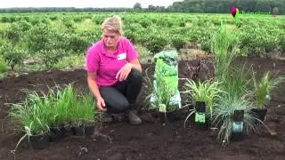 Handige tips en info voor het planten van siergrassen