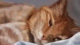 Cat Speedpaint - Procreate