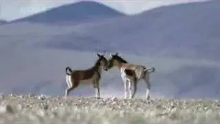 Wild Ass
